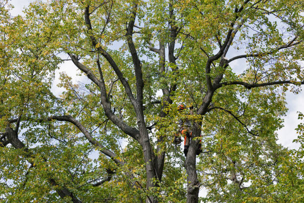 How Our Tree Care Process Works  in  Crittenden, KY